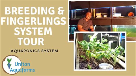 Aquaponics Breeding And Fingerlings Station Tour Youtube