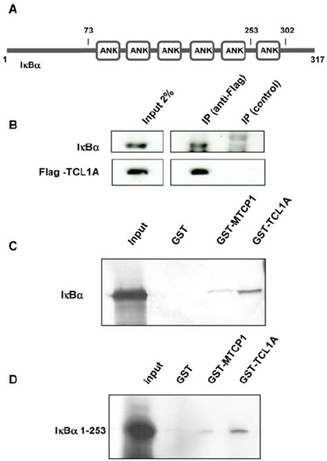 Cell Based Binding Assays A Schematic Representation Of I K B A Download Scientific