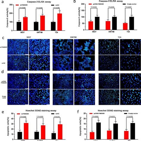 Effects Of Down Regulation Or Up Regulation Of PANDAR On Cell