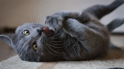 catnip cats unveil   catnip  cats sheba philippines