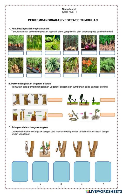 Perkembangbiakan Vegetatif Tumbuhan Exercise For Kelas 6 Live Worksheets