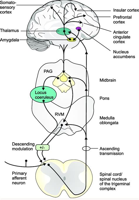 Pathways And Brain Regions Involved In The Transmission And Modulation