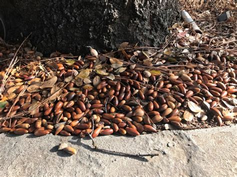 California oak acorns: Feast or famine | Sierra Foothill Garden