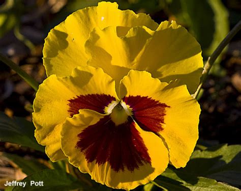 Comprar SEMENTES DE FLOR Amor perfeito Gigante Suíço Crespo Sortido na Toca