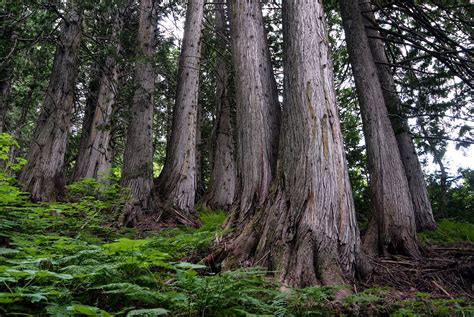 Forest as Sacred Cathedral - Diana Beresford Kroeger