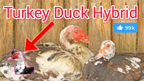 Turkey Duck Hybrid