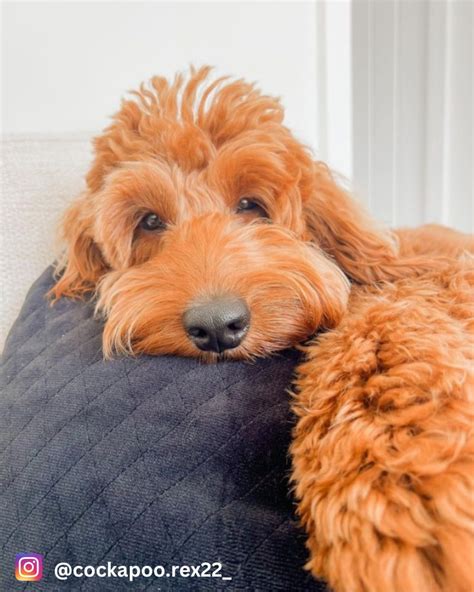 Cocker Spaniel Poodle Mix – The No.1 Cockapoo Guide! – The Puppy Mag