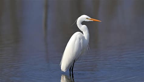 AI generated Great White Egret bird Stock Photo,Egret bird photography