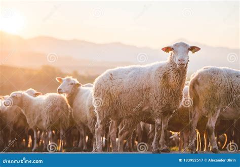 Sheeps In A Meadow On Green Grass At Sunset Portrait Of Sheep Flock