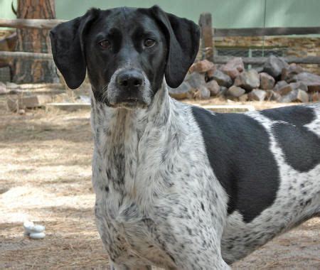 Heidi the Treeing Walker Coonhound Mix | Treeing walker coonhound ...