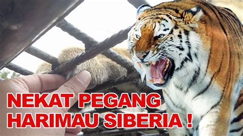 Berani Masuk Kandang Harimau Terbesar Di Dunia Youtube