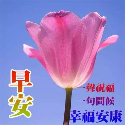 2018最美早安问候图片鲜花带字 最新早上好问候语图片 动态图库网