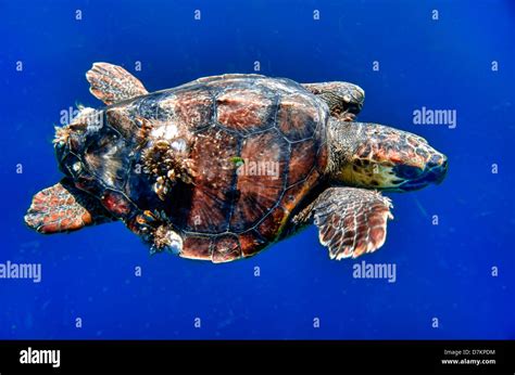 Cabo Pulmo Mexico Caretta Caretta Loggerhead Sea Turtle With