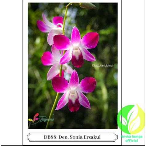 Jual Bunga Anggrek Dendrobium Sonia Ersakul Tanaman Hias Pohon