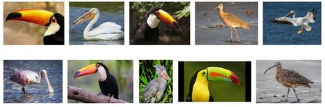 Birds With Longest Beaks Unbelievable Birds Pet Care Stores