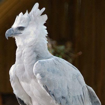 Harpy Eagle | Albino animals, Pet birds, Animals