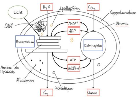 Photosynthese Biologie 2024 Karteikarten Quizlet