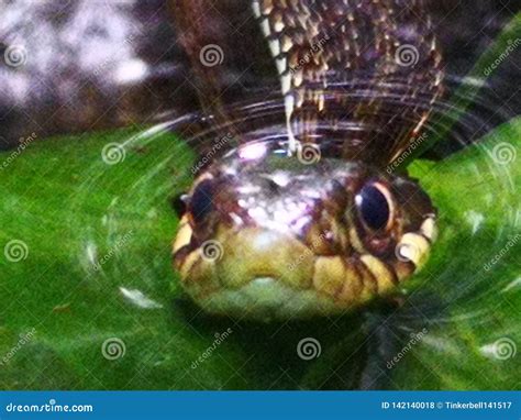 345 Snake Hiss Photos - Free & Royalty-Free Stock Photos from Dreamstime