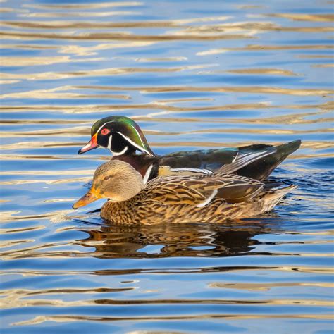 A Visitor Guide to the Delacorte Theater in Central Park 14