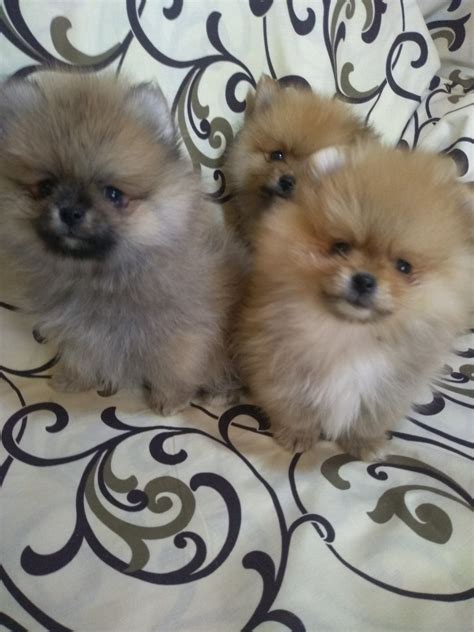 Мини померанский шпиц.: 5 500 грн. - Собаки Днепр на Olx