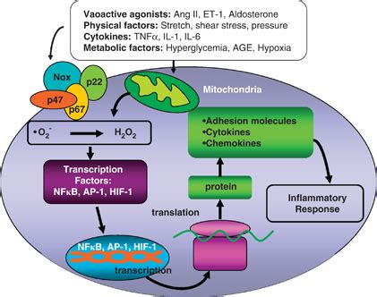 Induction Of Cellular Inflammation By Reactive Oxygen Species ROS