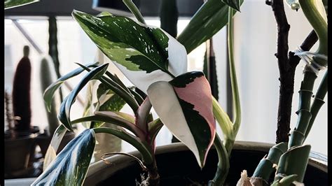 Philodendron White Princess Tricolor Close Up And Overview Youtube