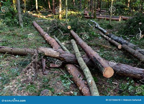 Deforestation Forest And Illegal Logging Cutting Trees Stacks Of Cut