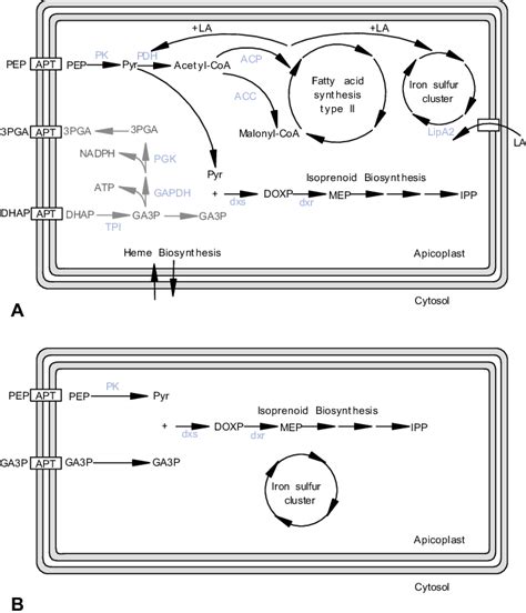 Apicoplast Hosted Metabolic Pathways A Representation Of The Download Scientific Diagram