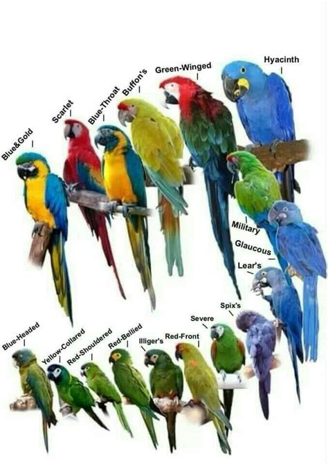 Types of Macaws | Pet birds, Beautiful birds, Parrot pet