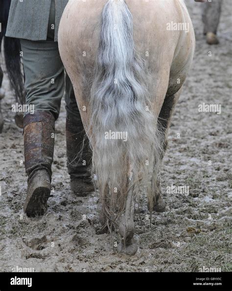 Royal Welsh Show Stock Photo - Alamy