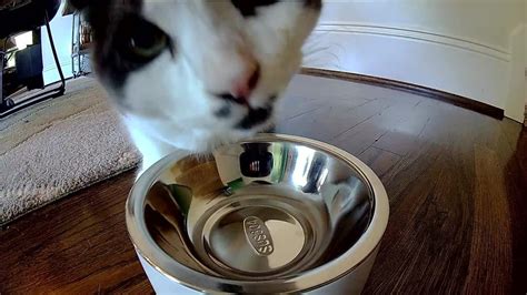 Review Rover Cats Test Petlibros Automatic Feeder