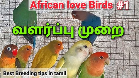 African Love Birds Tamil Part Best Breeding And Caring Tips