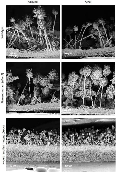 Frontiers Colony Growth And Biofilm Formation Of Aspergillus Niger