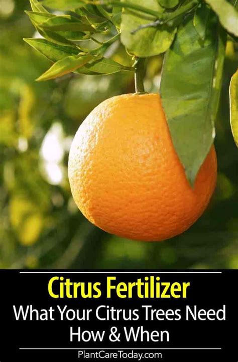 Citrus Fertilizer How To What To And When To Feed Your Citrus Trees Artofit