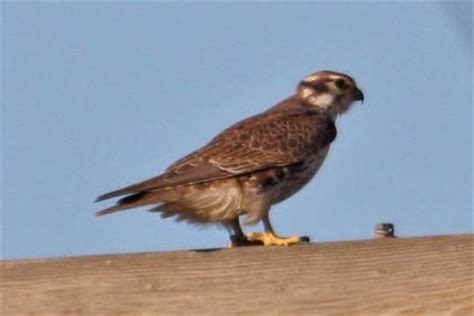 Prairie Falcon Pictures and Photos - Photography - Bird | Wildlife ...