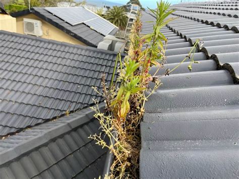 How Do Gutters Get Clogged Plus 3 Easy Ways To Unclog Them