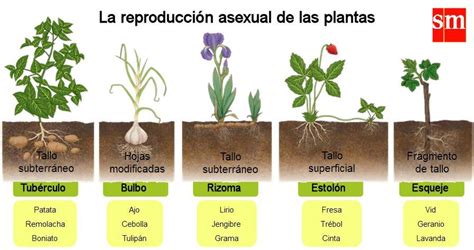 Reproducci N Asexual De Las Plantas Qu Es Caracter Sticas Tipos Y