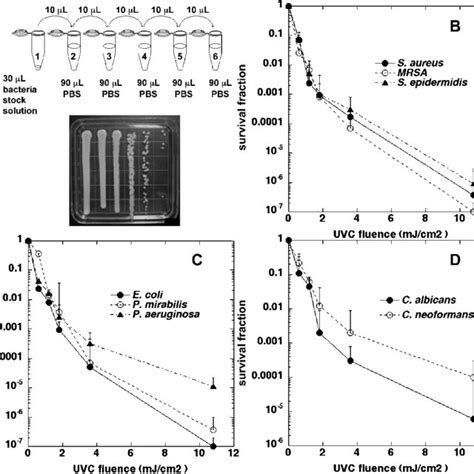 A Quantification Of Colony Forming Units 10 Fold Serial Dilutions Of Download Scientific