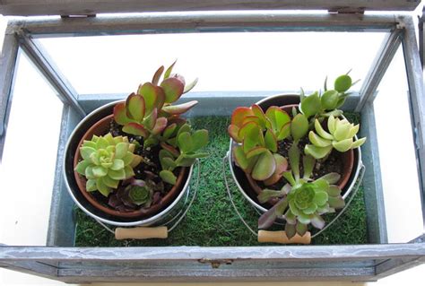 DIY miniature succulent terrarium