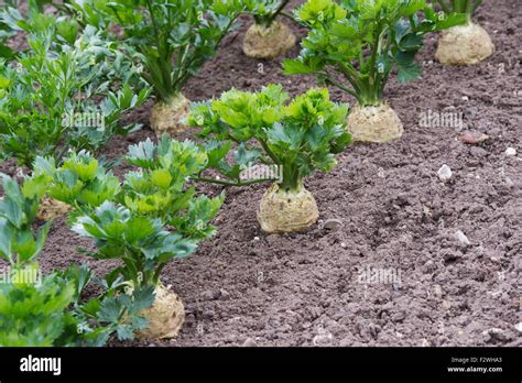 Apium Graveolens Celeriac Monarch In A Vegetable Patch Stock Photo Alamy