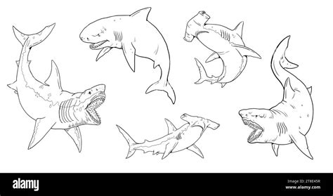 Set With Sharks Templates For Coloring Great White Shark Megalodon