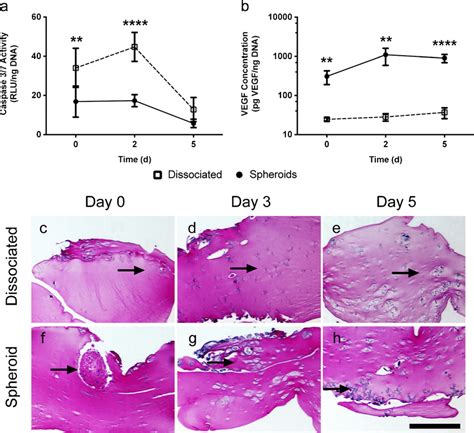 Msc Spheroids Entrapped In A Fibrin Gel And Cultured In Serum Free