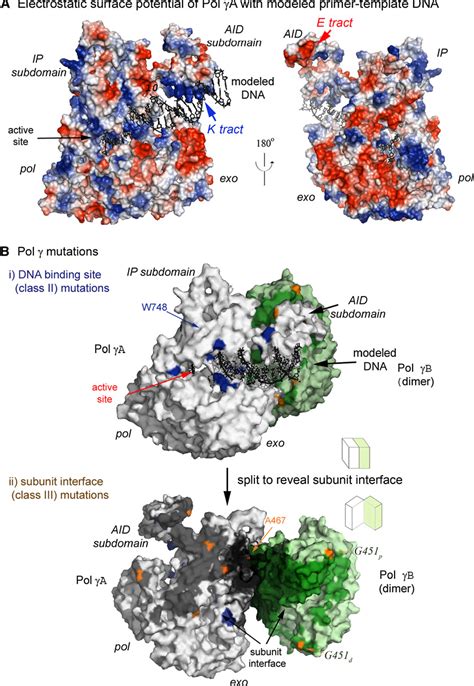 Figure From Structural Insight Into Processive Human Mitochondrial