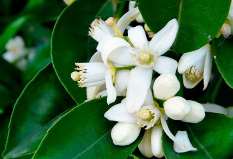 Naranjo Dulce Propiedades Medicinales Herbolario Casa Pià