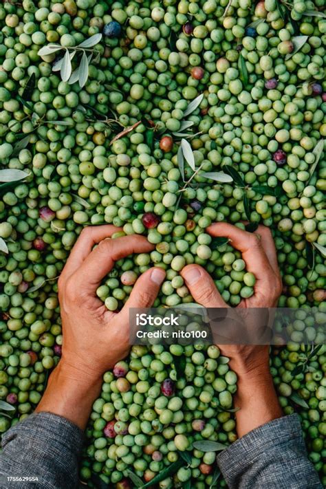 Man Grabbing A Bunch Of Arbequina Olives Stock Photo Download Image