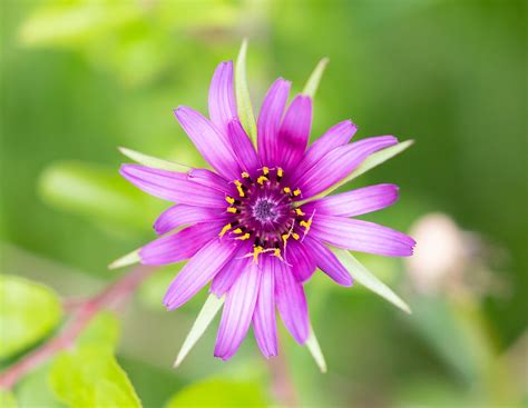 Salsify Flower Plant Tragopogon - Free photo on Pixabay - Pixabay