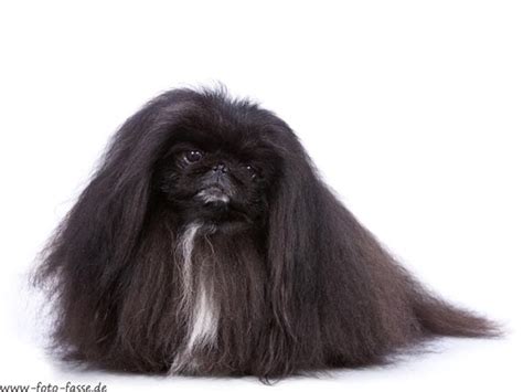 Photo Gallery Happy Tail Pekingese