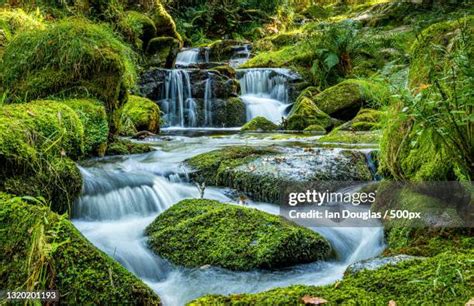 Scenic View Of Waterfall In Forest Newton Abbot United Kingdom Uk High ...