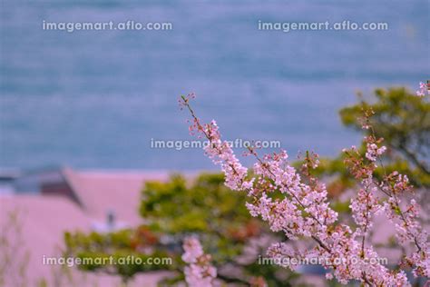 桜咲く春の日の山公園トルコチューリップ園から望む関門海峡 日本の写真素材 216114056 イメージマート