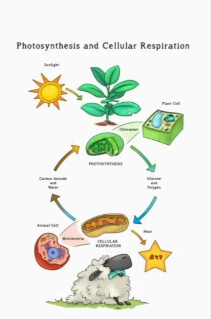 Fotosíntesis And Respiración Celular Photosynthesis And Cellular Respiration Cells Project